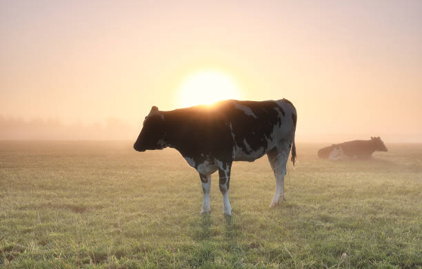 istock milk cows in sunrise fog in summer 1284597002