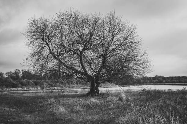 Autumn black and white landscape. Luxurious apple tree without leaves in a meadow.