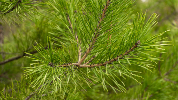 istock lush green spruce growing in the forest 1284597406