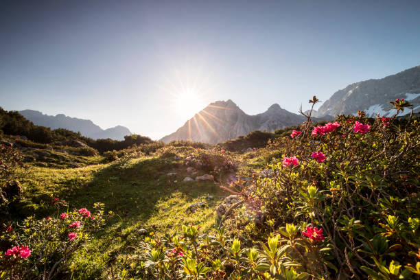 sol de la mañana en los alpes de verano sobre flores silvestres - european alps tirol rhododendron nature fotografías e imágenes de stock