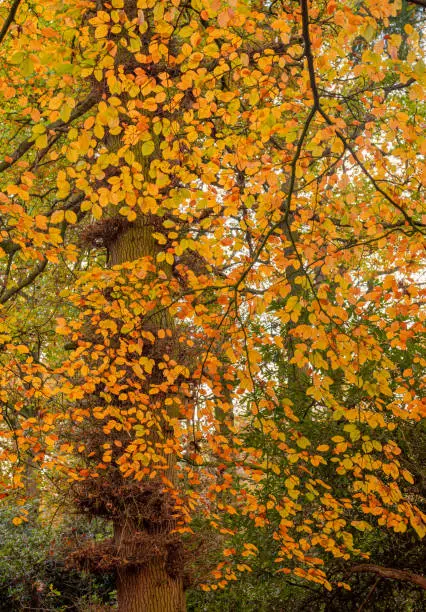 A cascade of golden autumn leaves hang down from a tree branch.  A tree trunk and other foliage is behind.