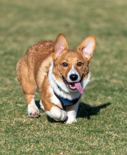 istock Red and white Corgi at the park 1284598158