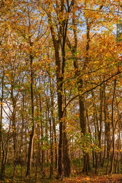 Trees with golden autumn leaves are gathered in front of a field.  A blue sky with clouds is overhead.