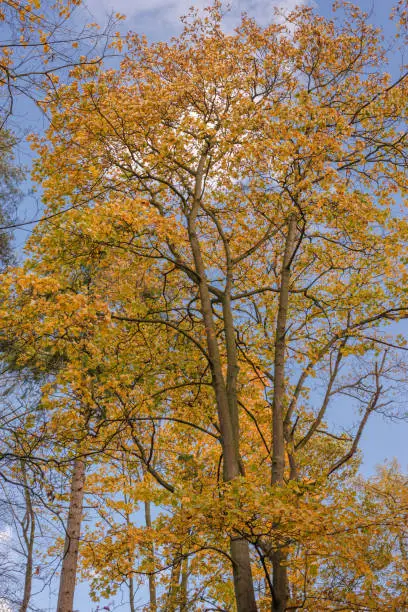 An upward view of tall trees with golden autumn leaves. There is a blue sky in the background.