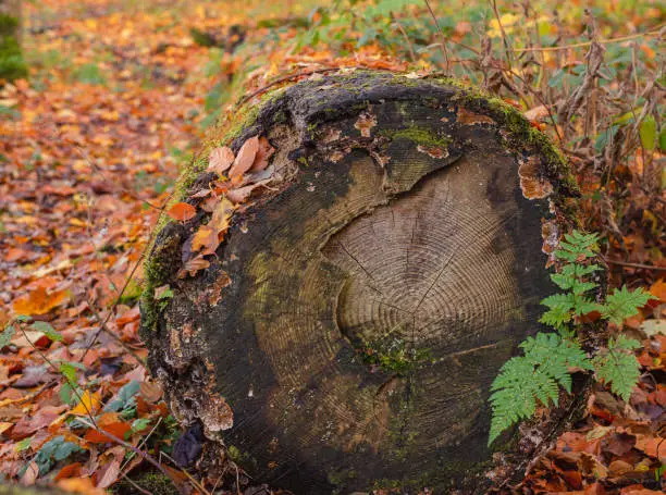 A moss and leaf covered log in the woods in autumn displaying its tree rings. A fern is in the foreground and dead leaves are on the ground.