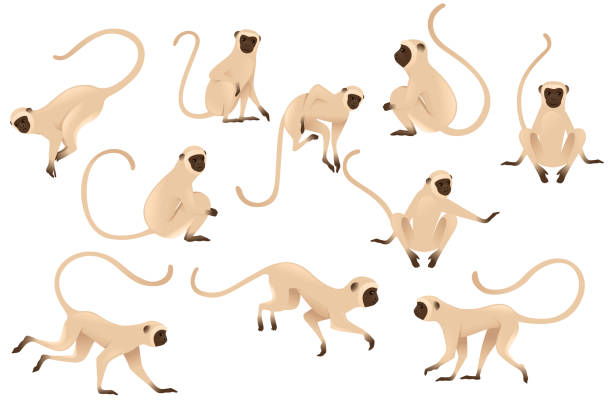 set von niedlichen vervet affe beige affe mit braunen gesicht cartoon tier design flache vektor-illustration isoliert auf weißem hintergrund - menschenaffe stock-grafiken, -clipart, -cartoons und -symbole