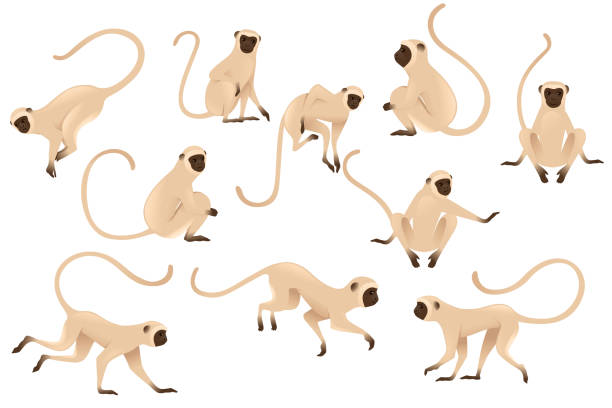 갈색 얼굴 만화 동물 디자인 평면 벡터 일러스트와 귀여운 버벳 원숭이 베이지 원숭이세트 흰색 배경에 고립 - 유인원 stock illustrations