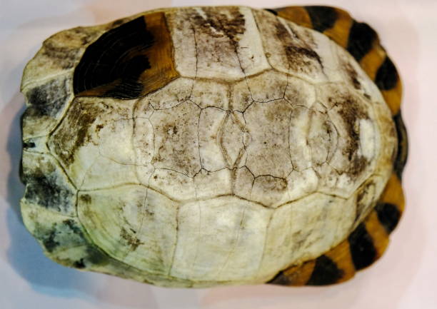 istock Close-up photos of a dead turtle 1284599518