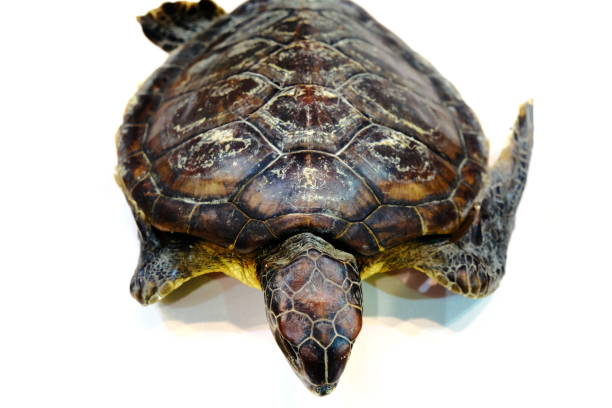 istock Close-up photos of a dead turtle 1284599529