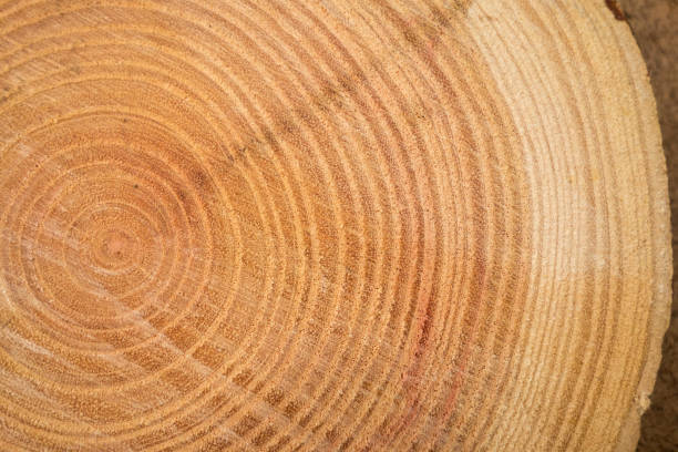 plank, desk, material, hardwood, panel, floor, timber, pattern, pine, board, wall, wooden, backgrounds, brown, texture, old, surface, natural, grain, oak, dark, parquet, rough, laminate, nature, striped, macro, wood, textured, wall texture