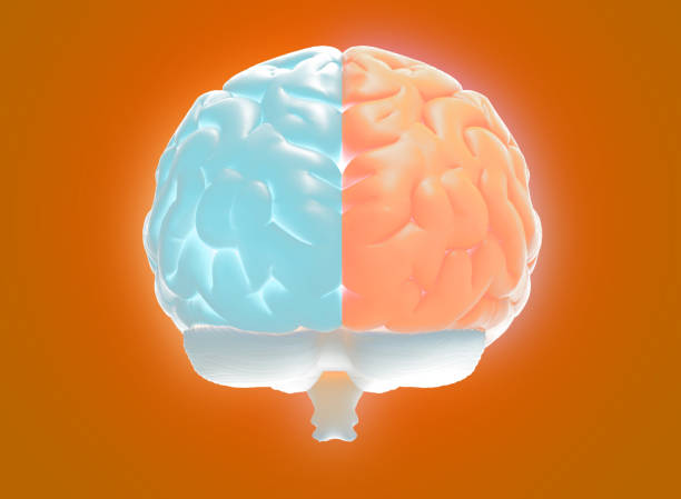 istock 3D rendering hemispheres left and right cerebral brain on orange BG 1284603810