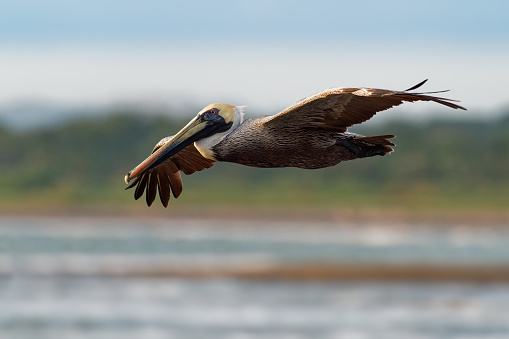 American White Pelican flying by close in the Yellowstone Ecosystem in western USA, North America. Nearest cities are West Yellowstone, Bozeman, Billings, Gardiner, and Cooke City, Montana., Cody and Jackson Wyoming, Denver, Colorado and Salt Lake City, Utah.