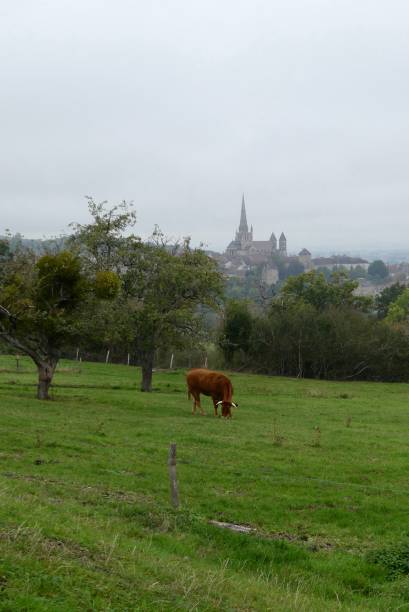istock Autun cathedral and the cow 1284604744
