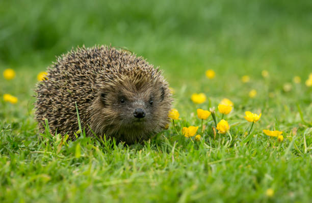istock Hedgehog in Springtime with yellow buttercups and green grass 1284604897