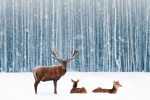 Group of noble deer in a snowy winter forest. Christmas fantasy image in blue and white color. Snowing.