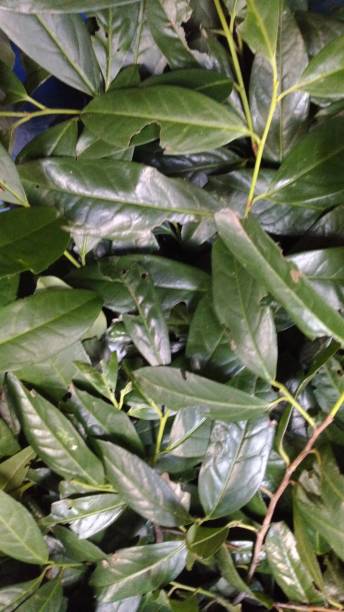 green leafy plants in nature