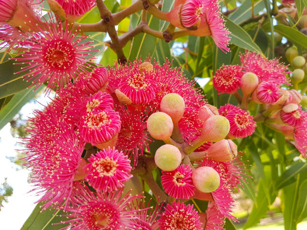 istock Eucalyptus flower red close-up 1284606392