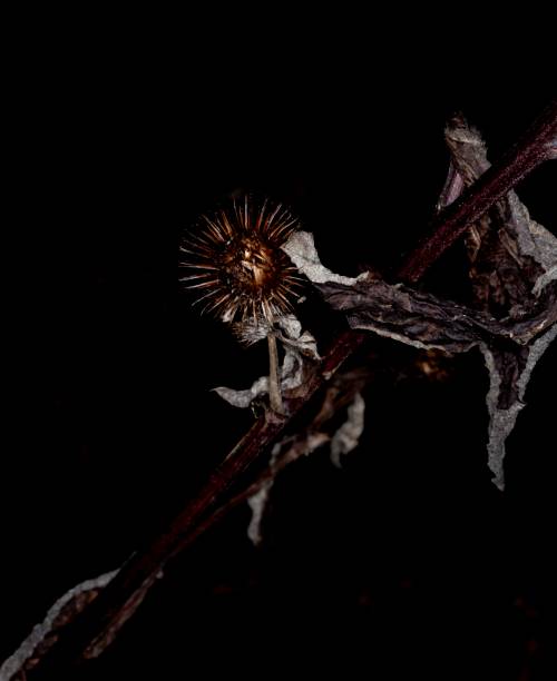 istock Burs Of Autumn. 1284607184