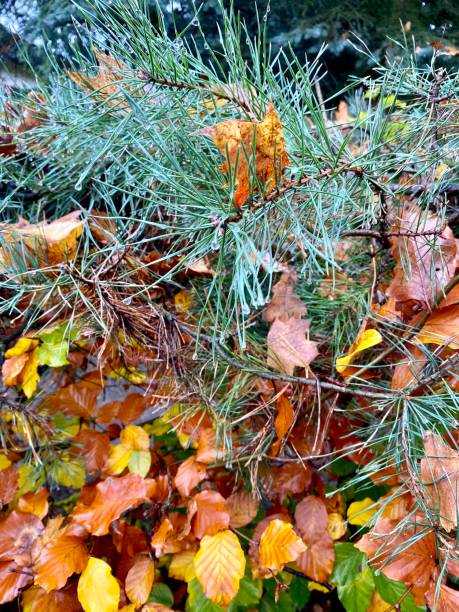 autumn leaves on the spruce
