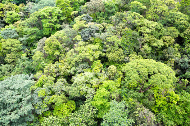 istock Aerial view of the Amazon rainforest. 1284607300