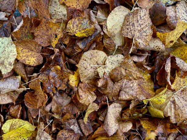 istock autumn leaves on the ground 1284607352