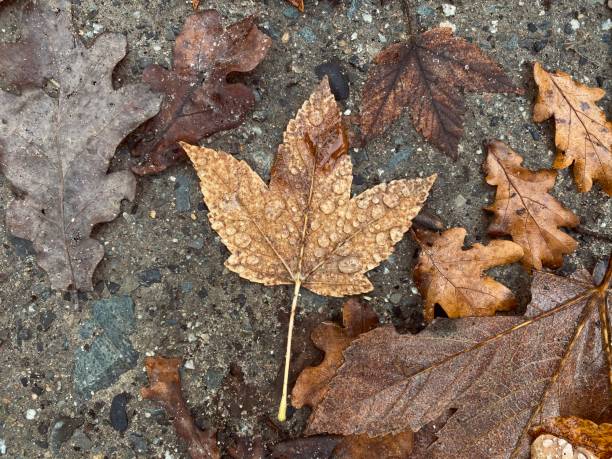 istock yellow leaf with dew on the asphalt 1284607379