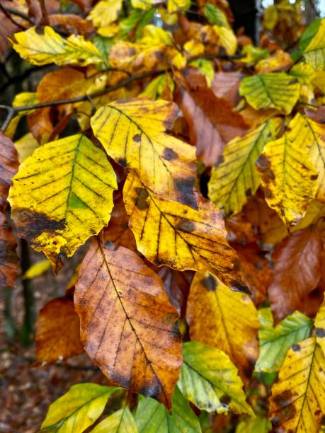 istock autumn yellow leaves on the tree 1284607416
