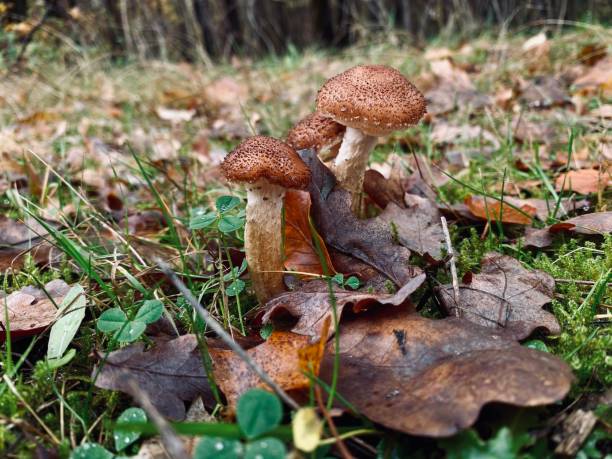 istock mushrooms in the forest 1284607514
