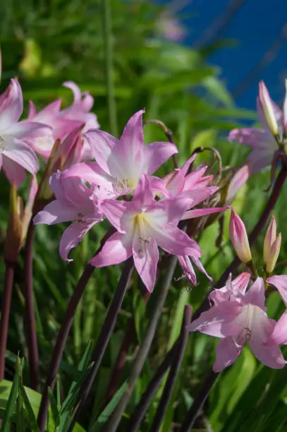 beautiful pink belladonna-lily blooming on sao miguel in the Azores