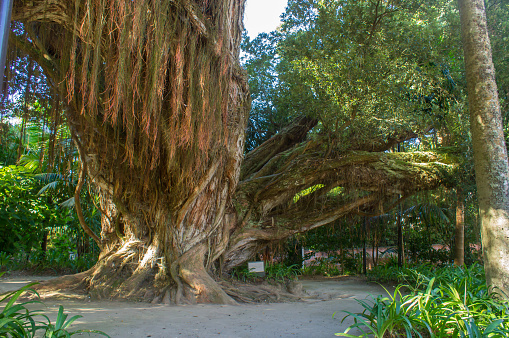 Old banyan tree in sao miguel, the azores
