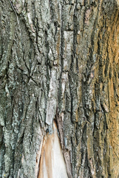 istock close up view of textured bark of aging tree, ecology concept 1284608712