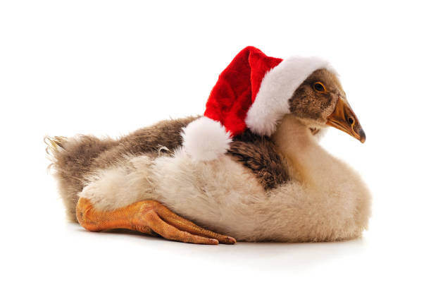 istock Goose in a Christmas hat. 1284609038