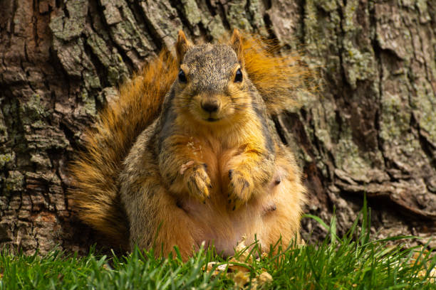 a squirrel feeds in a forest near Prescott, AZ