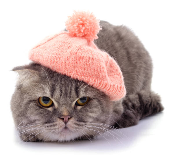 istock Cat in a pink beret. 1284610274