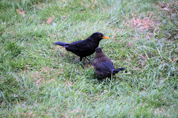 istock A view of a Blackbird 1284610364