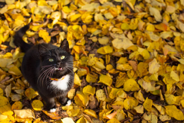 istock Black cat on yellow leaves 1284610588