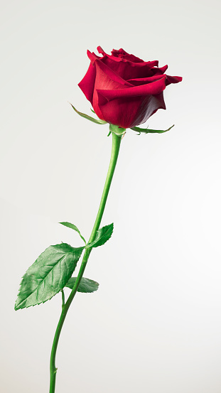 Close-up of single red rose, isolated on white background