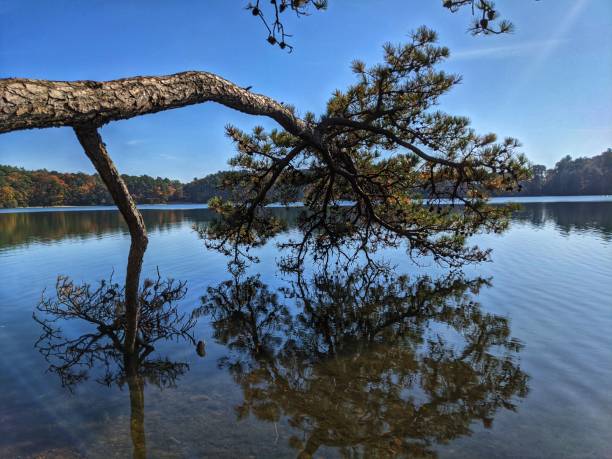 albero caduto su flax pond nickerson state park cape cod - brewster foto e immagini stock