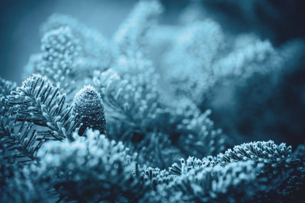 Christmas tree branches with frost