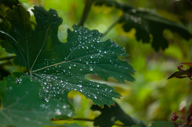 istock big grape leaf with water drops on it on a green background close up view 1284611506