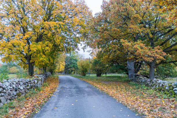 istock Beautiful fall colors by a country road 1284611520