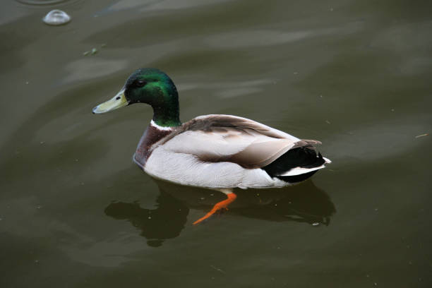 istock A close up of a Mallard Duck 1284613040