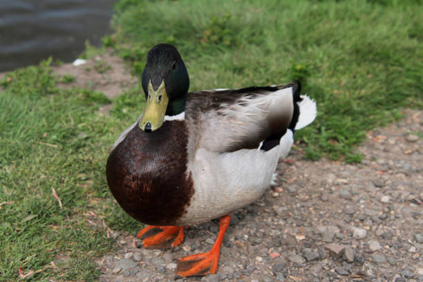 istock A close up of a Mallard Duck 1284613077