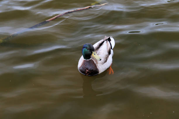 istock A close up of a Mallard Duck 1284613115