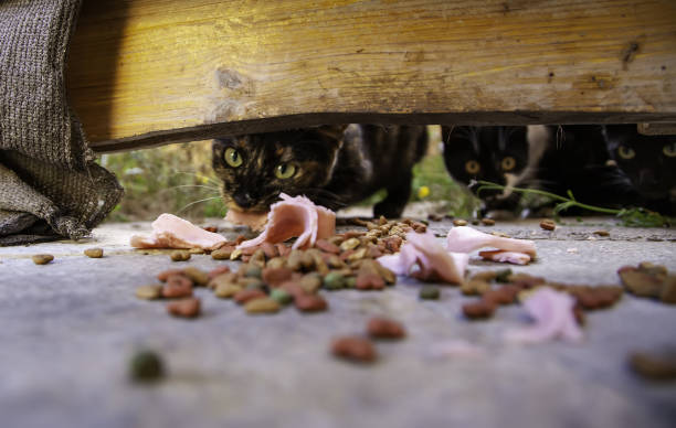 gatti randagi che mangiano per strada - domestic cat animals feeding pet food food foto e immagini stock