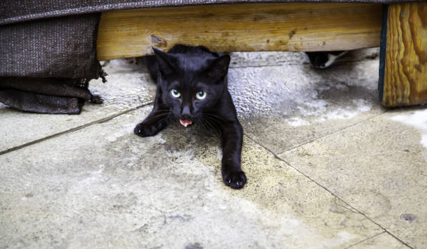 gatti randagi che mangiano per strada - domestic cat animals feeding pet food food foto e immagini stock