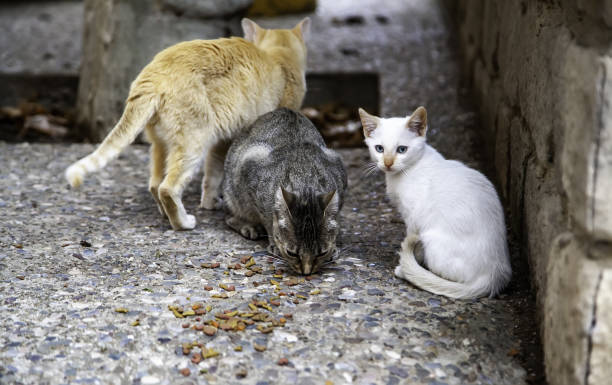 istock Stray cats eating on the street 1284613899
