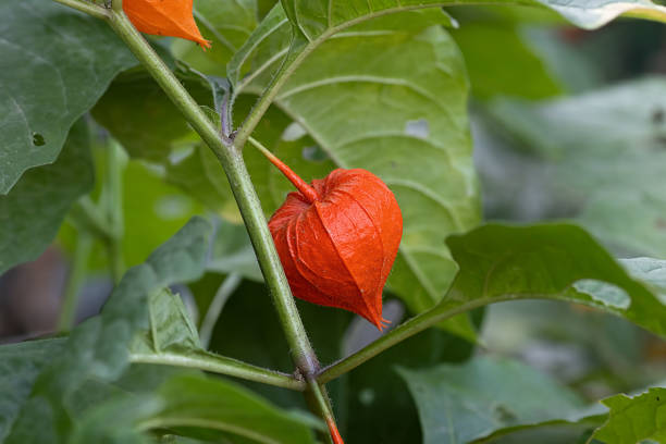 istock ripe red physalis peruviana that grows in the garden 1284613916