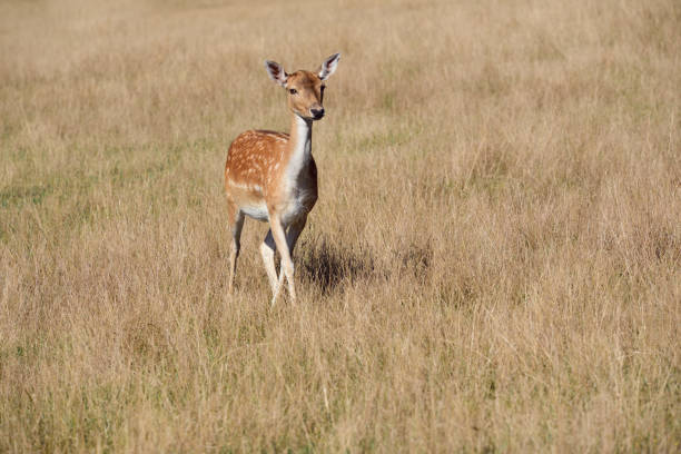 una joven vaca gamosa, de la familia de los ciervos (cervidae), corre a través de un prado seco al aire libre - animal cute animals deer deer herd fotografías e imágenes de stock