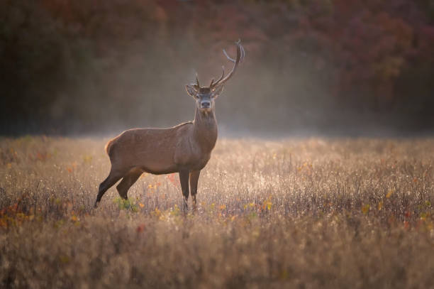 istock Single Red deer or Cervus elaphus with one horn 1284615318
